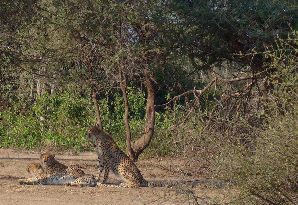 Op safari in Save Valley Conservancy